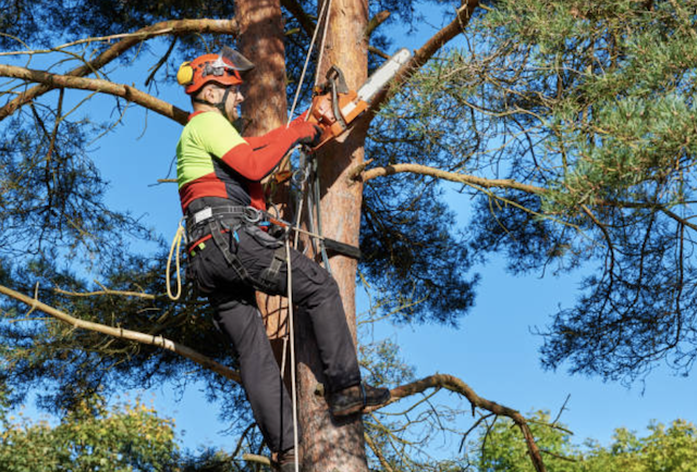 tree pruning spokane