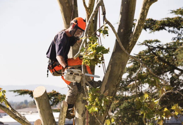 tree removal spokane